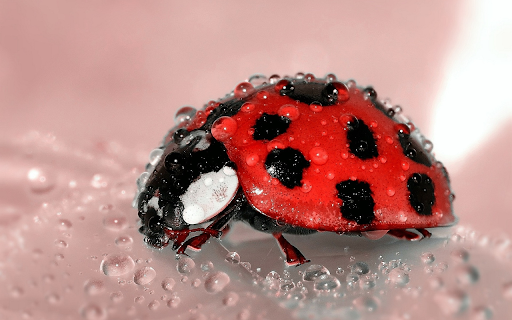 The polka dotted ladybug  from Chrome web store to be run with OffiDocs Chromium online