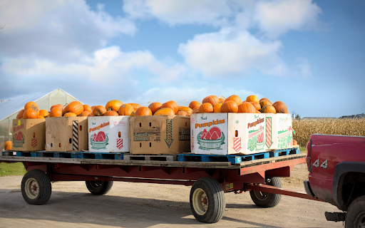 The pumpkin cart is full  from Chrome web store to be run with OffiDocs Chromium online