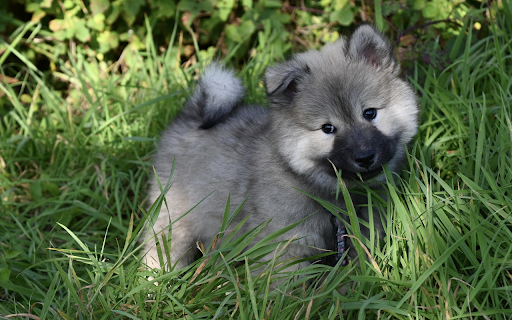 The puppy trotted in the grass garden  from Chrome web store to be run with OffiDocs Chromium online