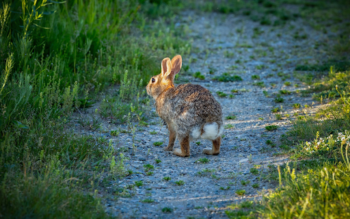 The Rabbit in the Middle of the Road  from Chrome web store to be run with OffiDocs Chromium online