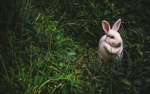 The rabbit lies on the grass  from Chrome web store to be run with OffiDocs Chromium online