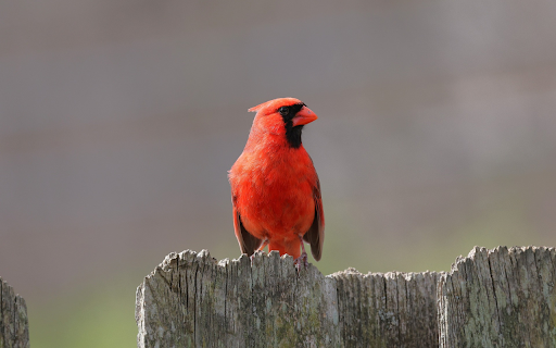 The Red Bird and the Beautiful Crest  from Chrome web store to be run with OffiDocs Chromium online
