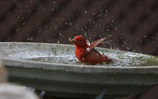 The red bird splashed water  from Chrome web store to be run with OffiDocs Chromium online