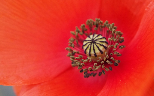 The red flower petals  from Chrome web store to be run with OffiDocs Chromium online