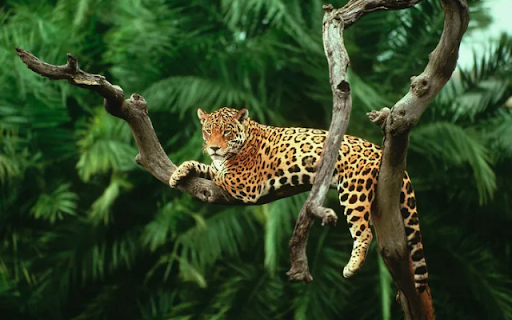 The Resting Leopard: A Silent Watcher in the Trees  from Chrome web store to be run with OffiDocs Chromium online