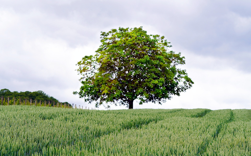 The rice blooms and is fragrant  from Chrome web store to be run with OffiDocs Chromium online