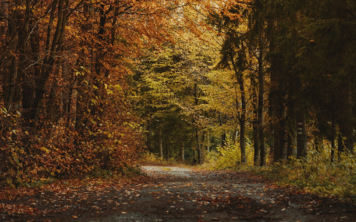 The road into the forest  from Chrome web store to be run with OffiDocs Chromium online