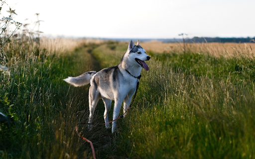 The road is full of grass and dogs  from Chrome web store to be run with OffiDocs Chromium online