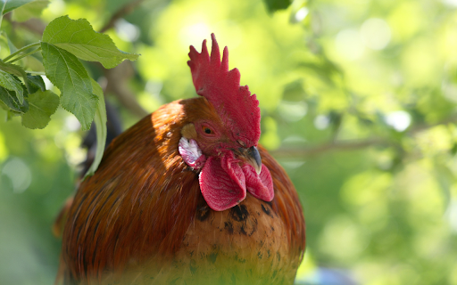 The Rooster and the Red Comb  from Chrome web store to be run with OffiDocs Chromium online