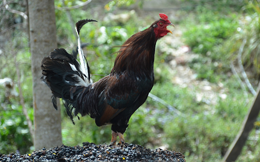 The Rooster Crows  from Chrome web store to be run with OffiDocs Chromium online