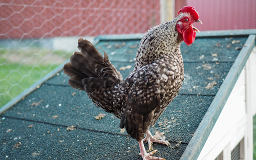 The rooster is practicing crowing  from Chrome web store to be run with OffiDocs Chromium online