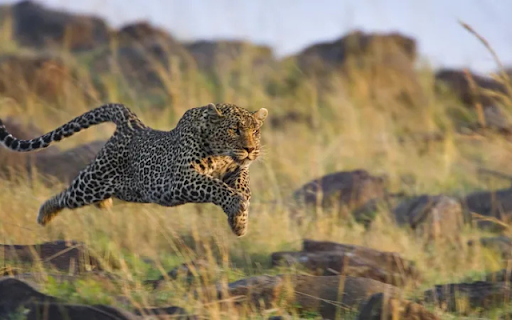 The Running Cheetah: Speed and Elegance in Motion  from Chrome web store to be run with OffiDocs Chromium online