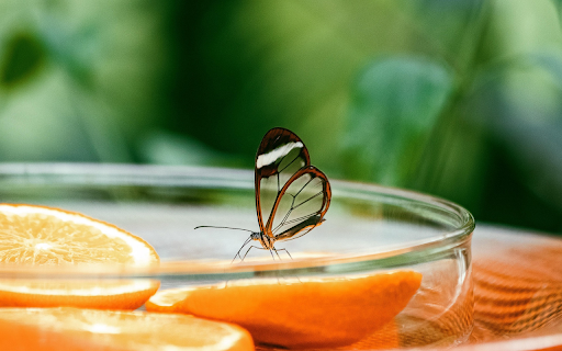 The scent of orange wafts sweetly  from Chrome web store to be run with OffiDocs Chromium online