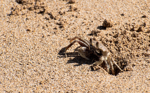 The sea crab digs a burrow  from Chrome web store to be run with OffiDocs Chromium online