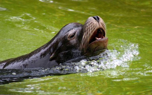 The seal  from Chrome web store to be run with OffiDocs Chromium online