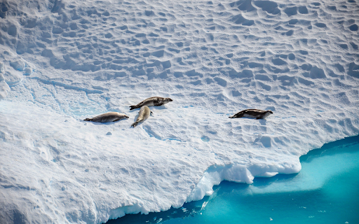 The seals  from Chrome web store to be run with OffiDocs Chromium online