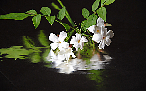 The shadow of a flower branch  from Chrome web store to be run with OffiDocs Chromium online