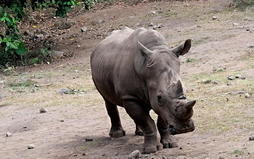 The sharp horn on the rhinos nose  from Chrome web store to be run with OffiDocs Chromium online