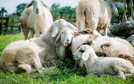The sheep lie down to rest  from Chrome web store to be run with OffiDocs Chromium online