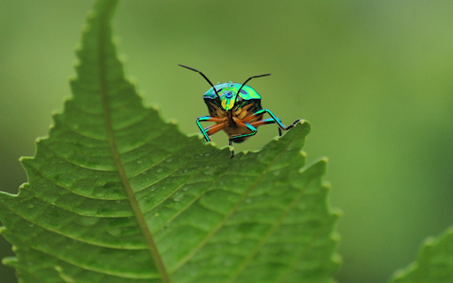 The shiny beetle  from Chrome web store to be run with OffiDocs Chromium online