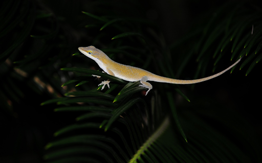 The shiny golden lizard  from Chrome web store to be run with OffiDocs Chromium online