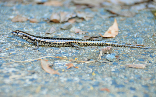 The shiny skinned lizard  from Chrome web store to be run with OffiDocs Chromium online