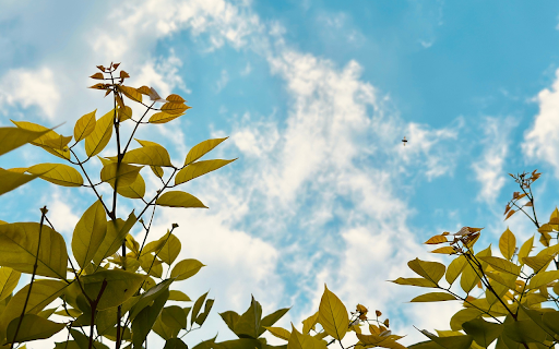 The sky is clear and high  from Chrome web store to be run with OffiDocs Chromium online