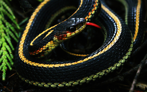 The snake curled up in a red net  from Chrome web store to be run with OffiDocs Chromium online
