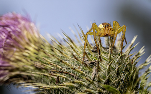 The spider and the thorn flower  from Chrome web store to be run with OffiDocs Chromium online