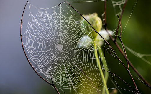 The spider web is skillfully woven  from Chrome web store to be run with OffiDocs Chromium online