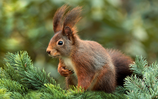 The squirrel is quick  from Chrome web store to be run with OffiDocs Chromium online The squirrel is quick  from Chrome web store to be run with OffiDocs Chromium online