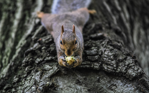 The squirrel lies on the tree  from Chrome web store to be run with OffiDocs Chromium online