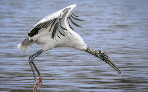 The stork flew over the river  from Chrome web store to be run with OffiDocs Chromium online