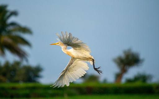 The stork spreads its wings and flies  from Chrome web store to be run with OffiDocs Chromium online