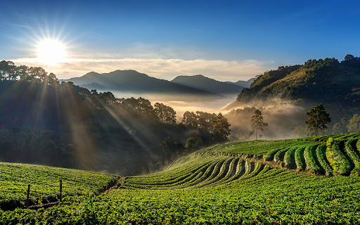 The strawberry garden on Doi Ang Khang hill from Chrome web store to be run with OffiDocs Chromium online The strawberry garden on Doi Ang Khang hill from Chrome web store to be run with OffiDocs Chromium online