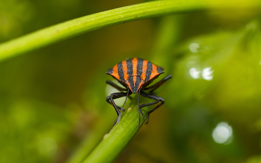 The striped beetle landed on the leaf  from Chrome web store to be run with OffiDocs Chromium online
