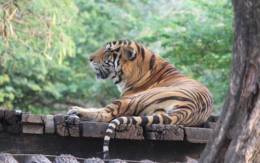 The striped tiger lies cool  from Chrome web store to be run with OffiDocs Chromium online