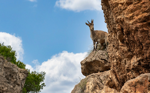 The Strong Mountain Goat  from Chrome web store to be run with OffiDocs Chromium online