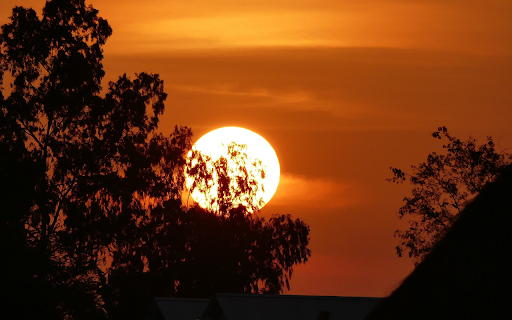 The sun behind the trees  from Chrome web store to be run with OffiDocs Chromium online