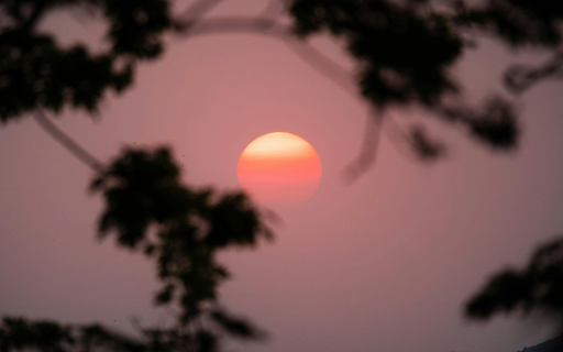 The sun is setting behind trees in the distance  from Chrome web store to be run with OffiDocs Chromium online