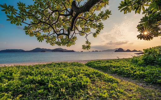 The sun shines through the leaves  from Chrome web store to be run with OffiDocs Chromium online