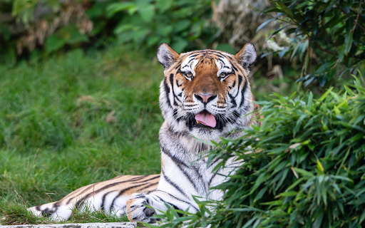 The tiger lies in the shade from Chrome web store to be run with OffiDocs Chromium online The tiger lies in the shade from Chrome web store to be run with OffiDocs Chromium online