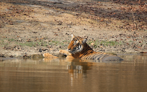 The tiger takes a cool bath  from Chrome web store to be run with OffiDocs Chromium online
