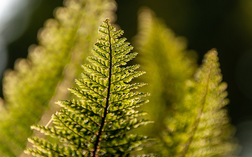 The top of the fern tree  from Chrome web store to be run with OffiDocs Chromium online