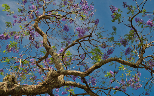 The tree blooms purple flowers  from Chrome web store to be run with OffiDocs Chromium online