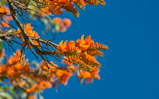 The tree blooms with orange flowers  from Chrome web store to be run with OffiDocs Chromium online