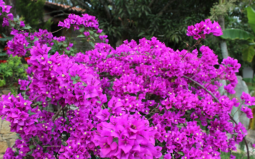 The tree has many flowers  from Chrome web store to be run with OffiDocs Chromium online