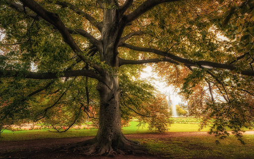 The tree is tall and shiny  from Chrome web store to be run with OffiDocs Chromium online