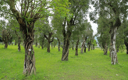The trees are in a straight line  from Chrome web store to be run with OffiDocs Chromium online
