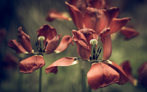The tulips fade  from Chrome web store to be run with OffiDocs Chromium online